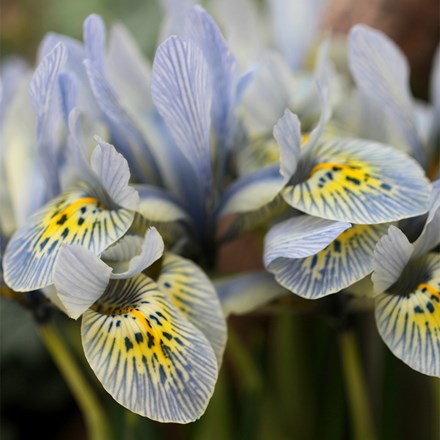 Iris Katharine Hodgkin | Iris Reticulata