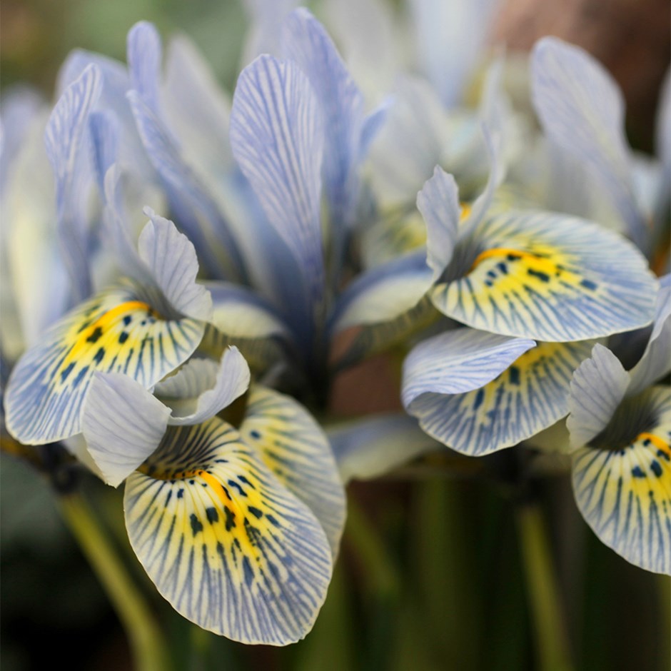 Iris Katharine Hodgkin | Iris Reticulata