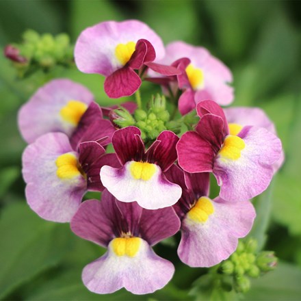 Nemesia Honey Bicolour Wine (Honey Series)
