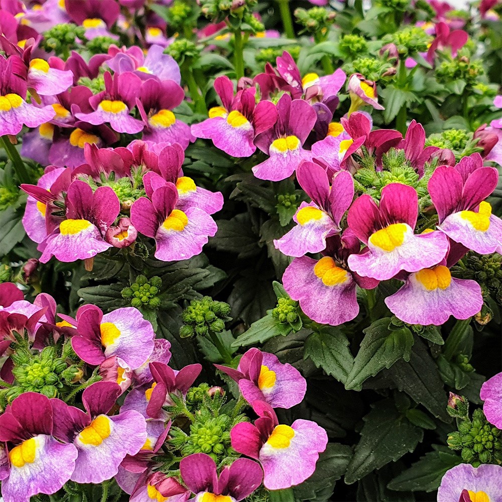 Nemesia Honey Bicolour Wine