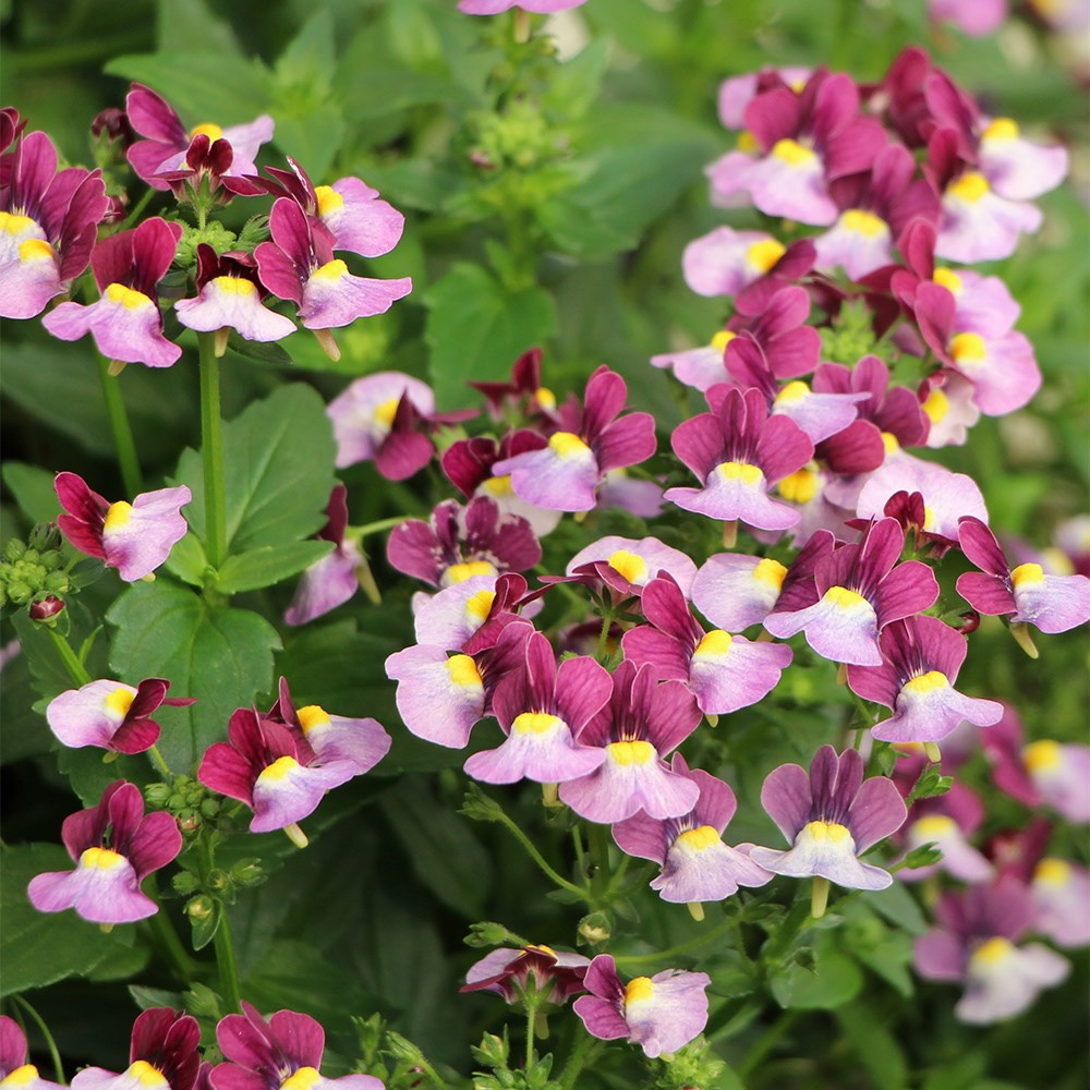Nemesia Honey Bicolour Wine