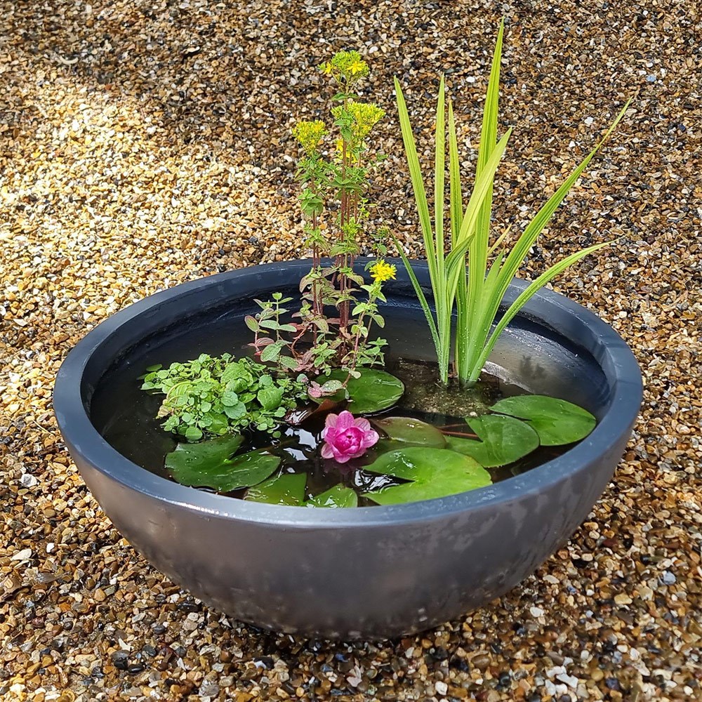 Pond in a pot - complete with 4 plants