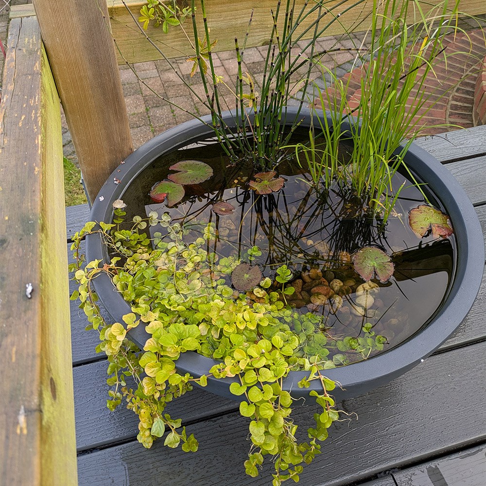 Pond in a pot - complete with 4 plants
