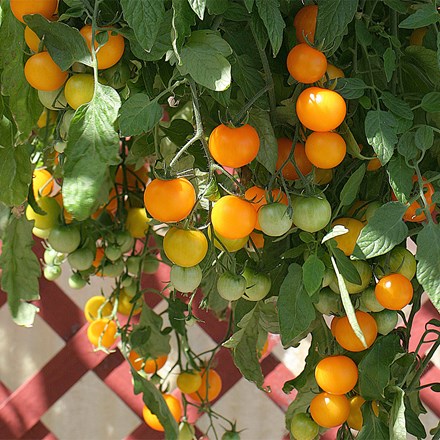 Tomato Tumbling Tom Yellow