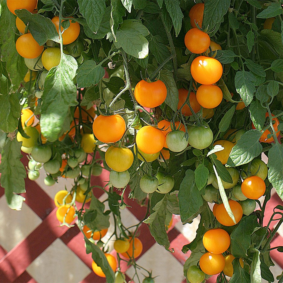 Tomato Tumbling Tom Yellow | Cherry Tomato