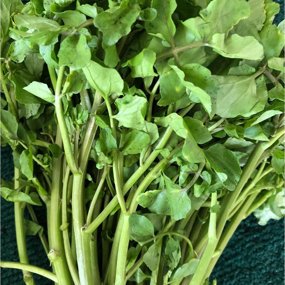 Nasturtium Officinale | Common Watercress Syn Rorippa Nasturtium Aquaticum