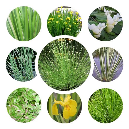 Winter Interest Pond Plant Collection