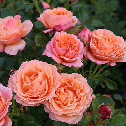 Rosa Coral Gardens® ('Korzwanlio') (PBR)