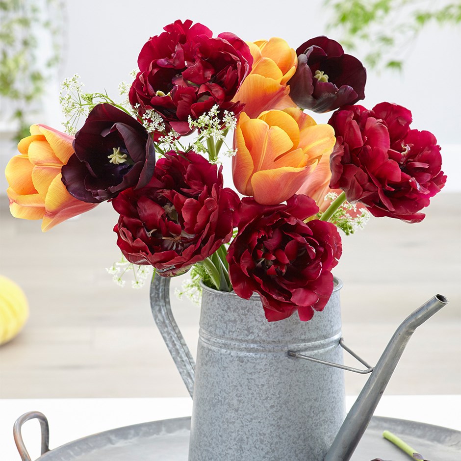 Picture Gallery Tulip Collection
