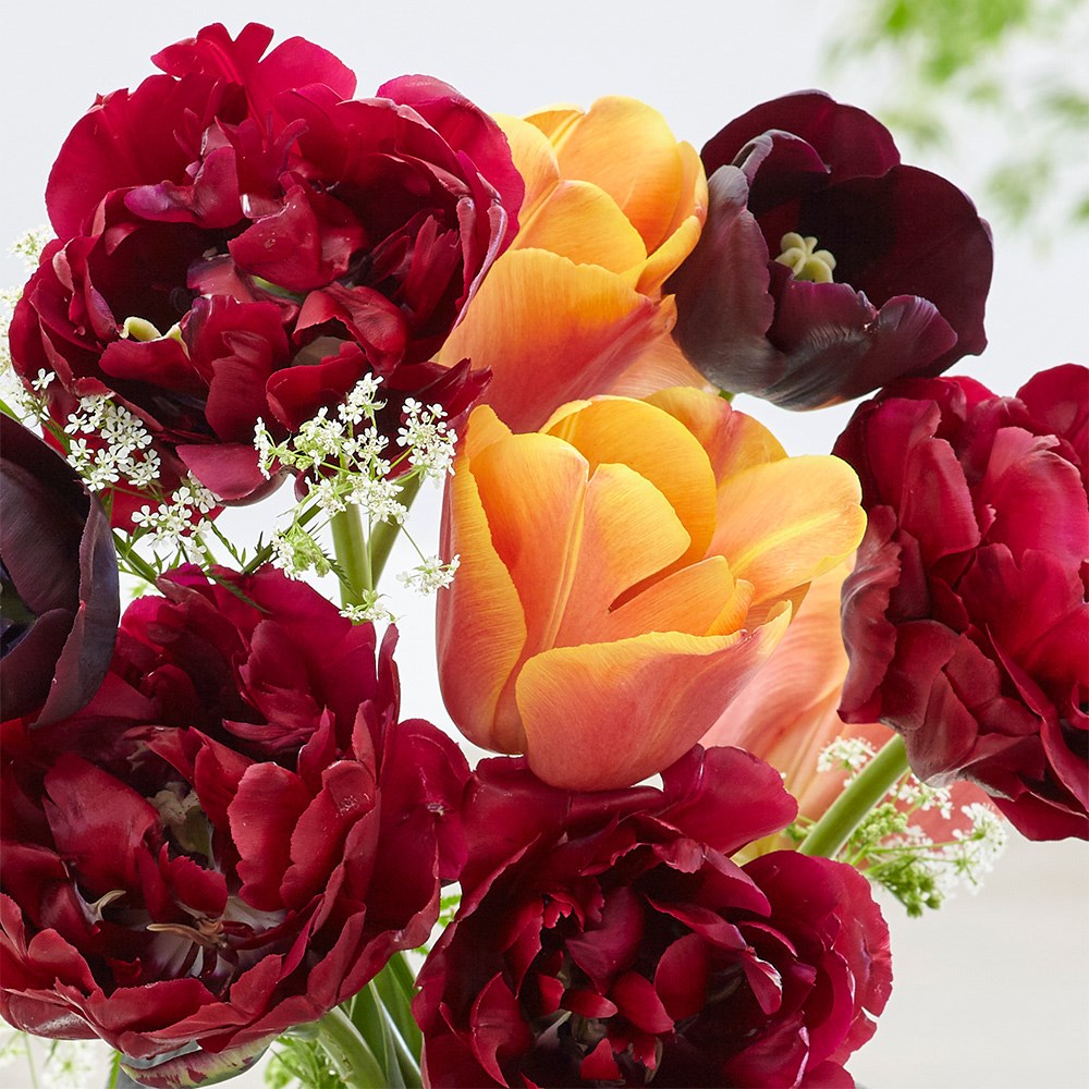 Picture Gallery Tulip Collection