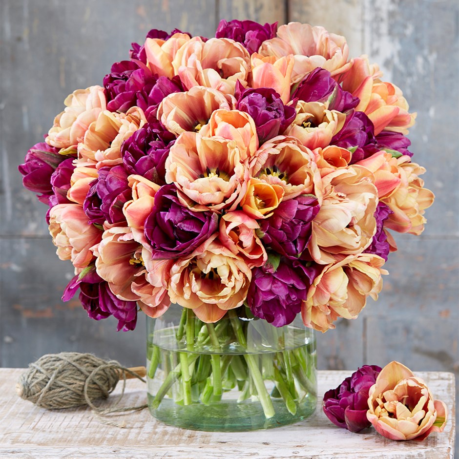 Peach And Plum Tulip Collection