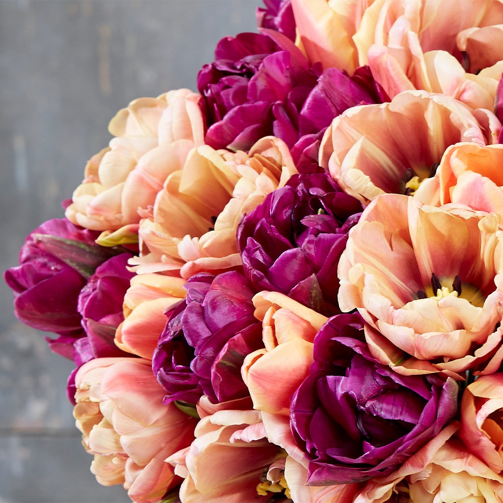 Peach And Plum Tulip Collection