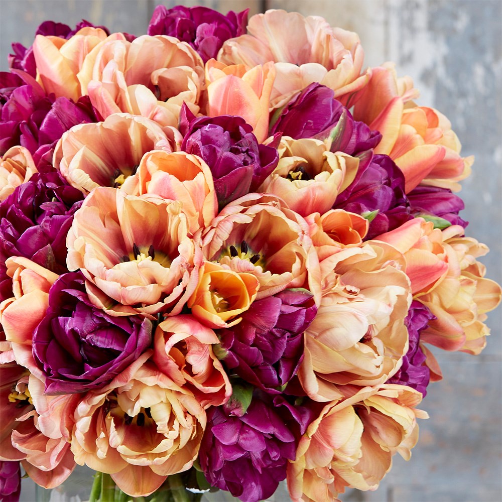 Peach And Plum Tulip Collection