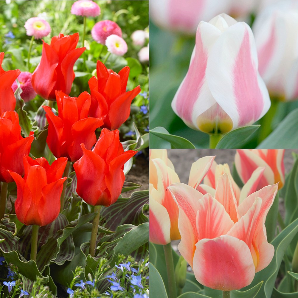 Award-Winning Rockery Tulip Collection