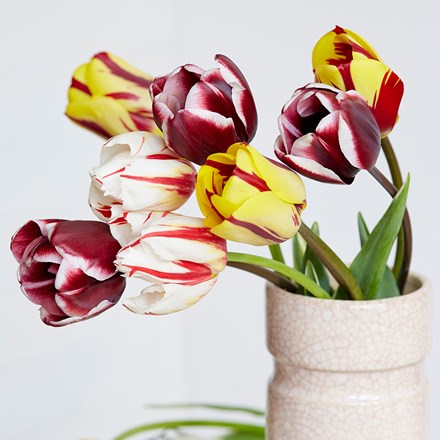 Old Masters Tulip Collection