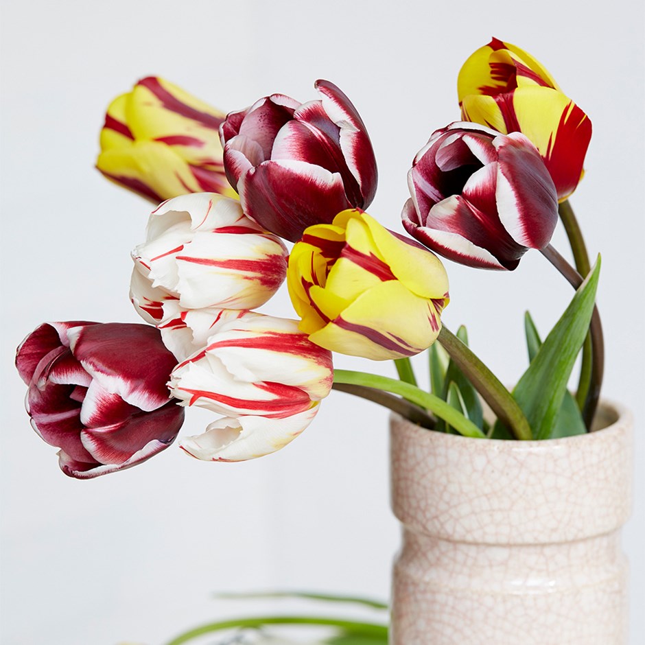 Old Masters Tulip Collection