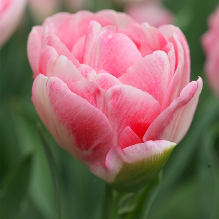 Tulipa Foxtrot | Double Early Tulip