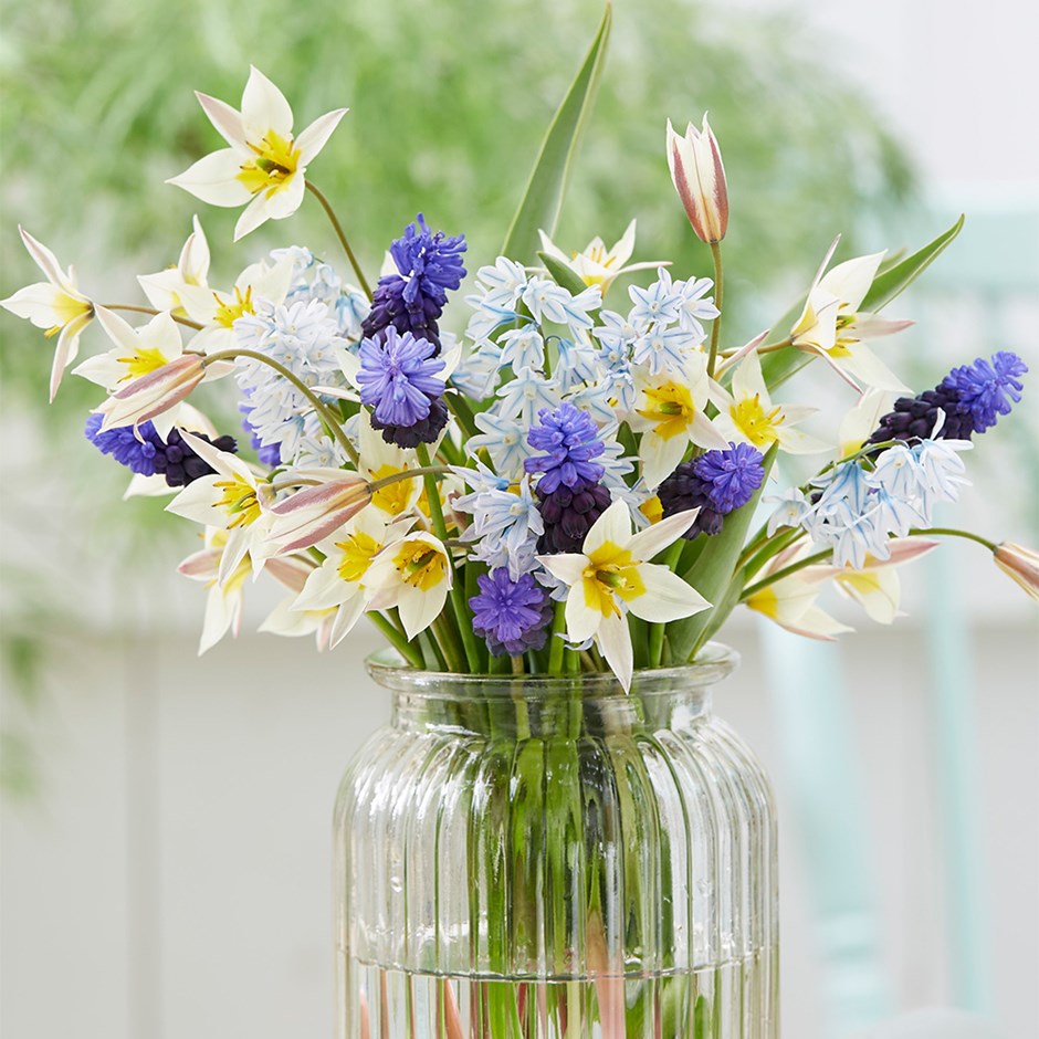 Dainty Bulb Collection