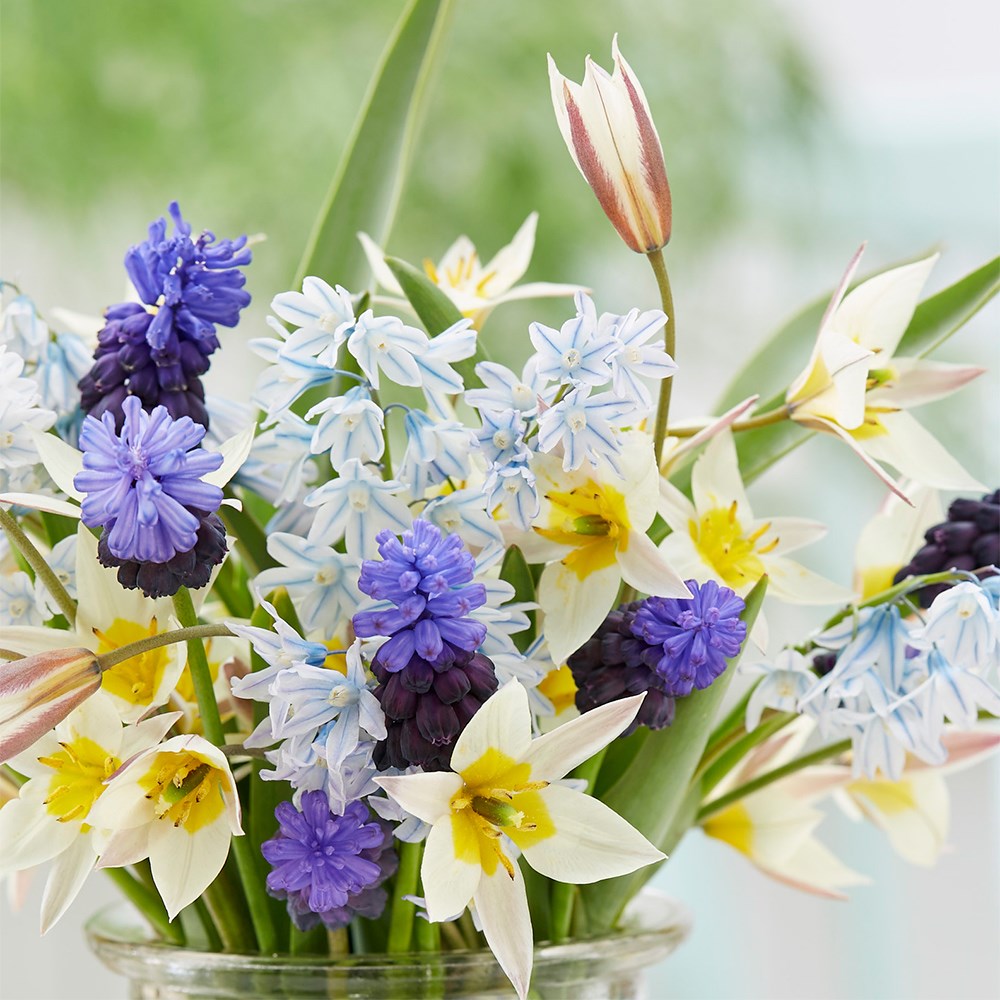 Dainty Bulb Collection