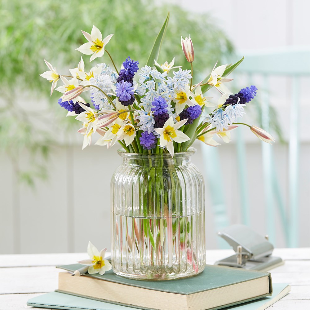 Dainty Bulb Collection