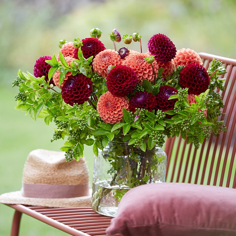 Plum & Peaches Dahlia Collection