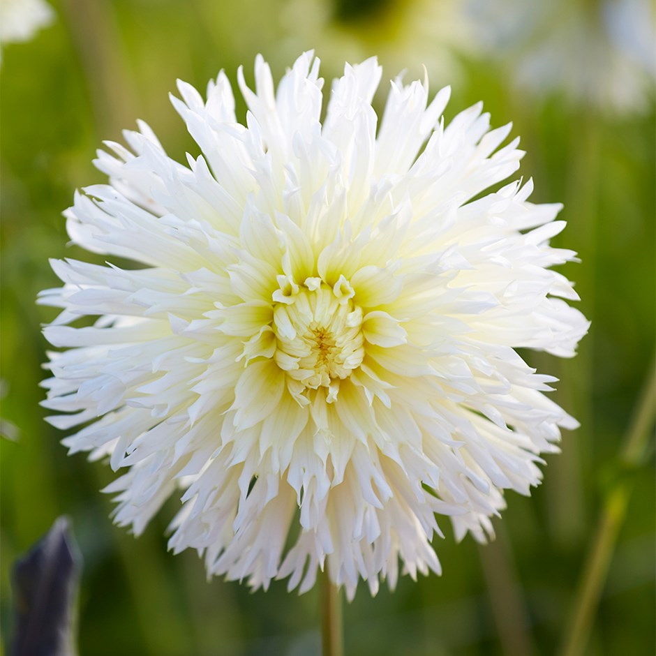Dahlia Ice Crystal | Fimbriata Dahlia