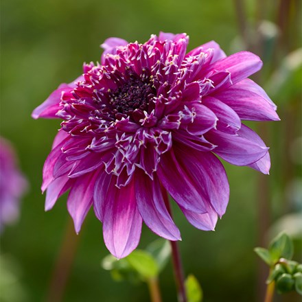Dahlia Richards Fortune | Anemone Dahlia