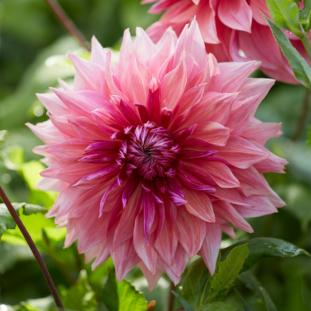 Dahlia Penhill Dark Monarch | Decorative Dinnerplate Dahlia
