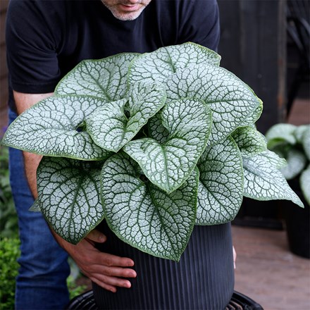 Brunnera macrophylla Jack of Diamonds (PBR)