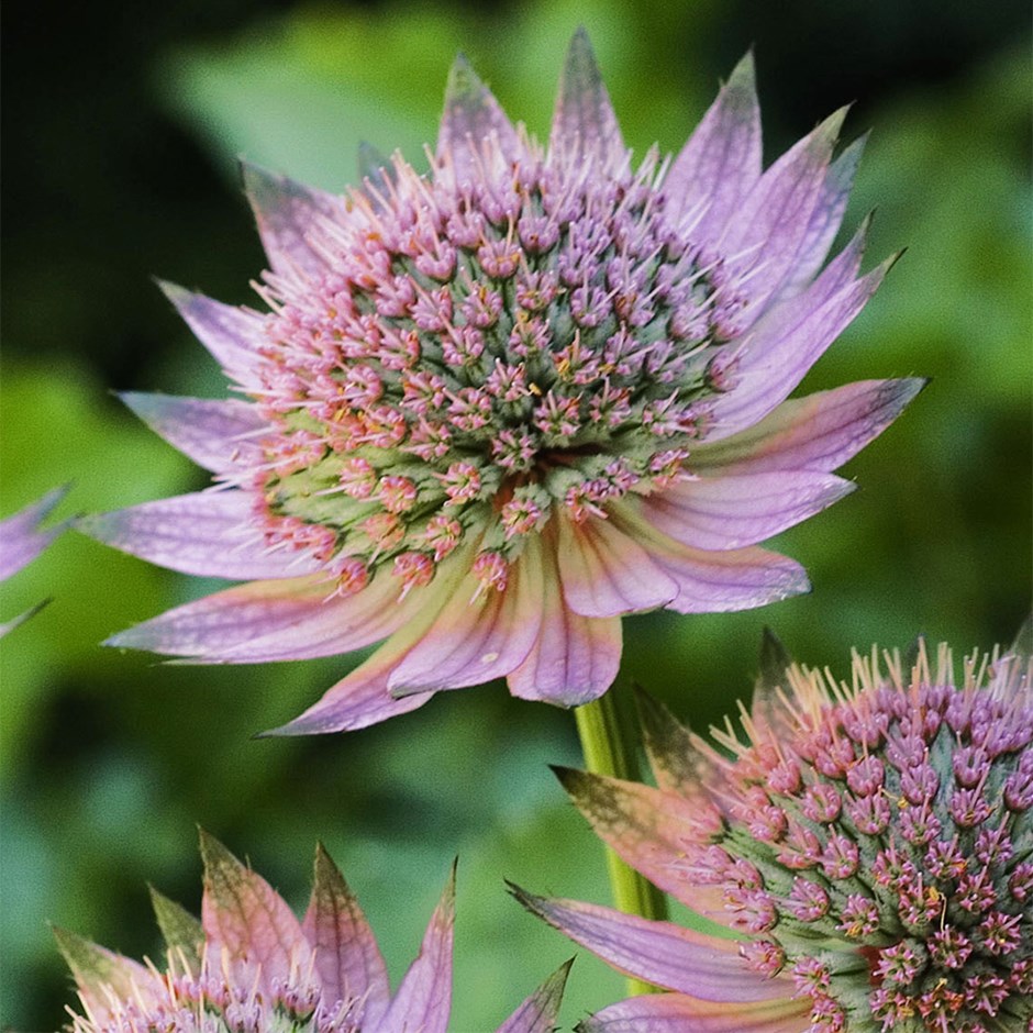 Astrantia Major Florence | Masterwort