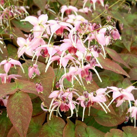 Epimedium Pretty in Pink (PBR)