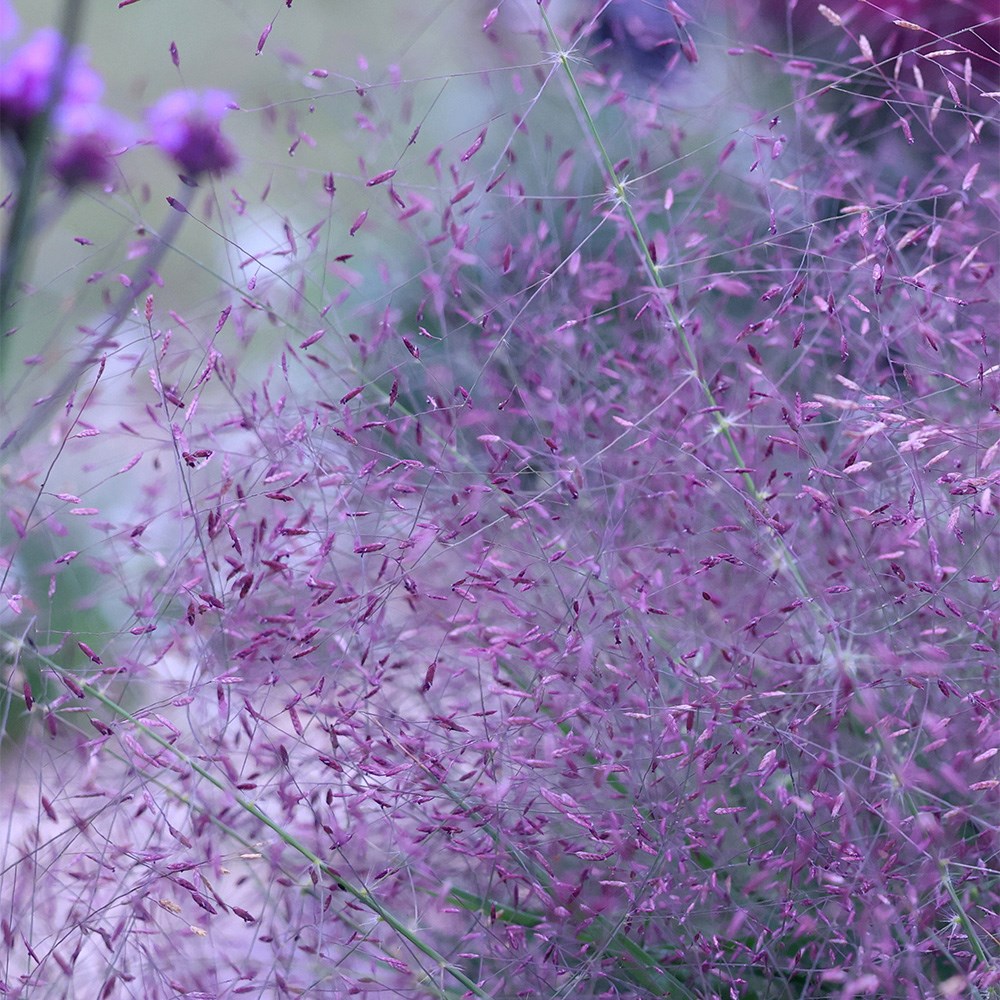 Eragrostis Spectabilis | Purple Love Grass