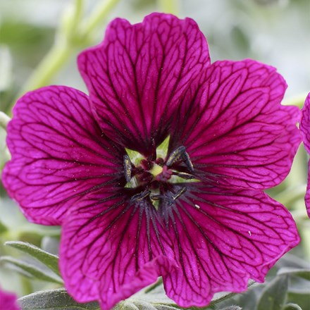 Geranium cinereum Jolly Jewel Raspberry ('Noortjjrab')