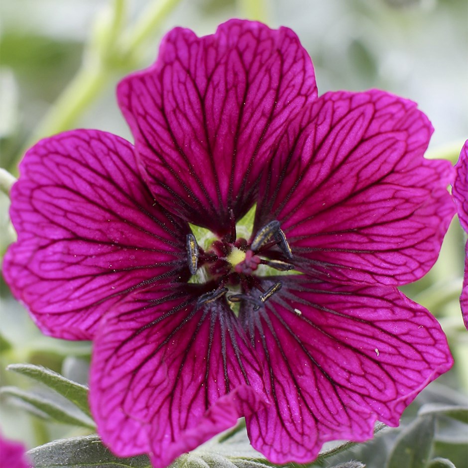 Geranium Cinereum Jolly Jewel Raspberry | Geranium