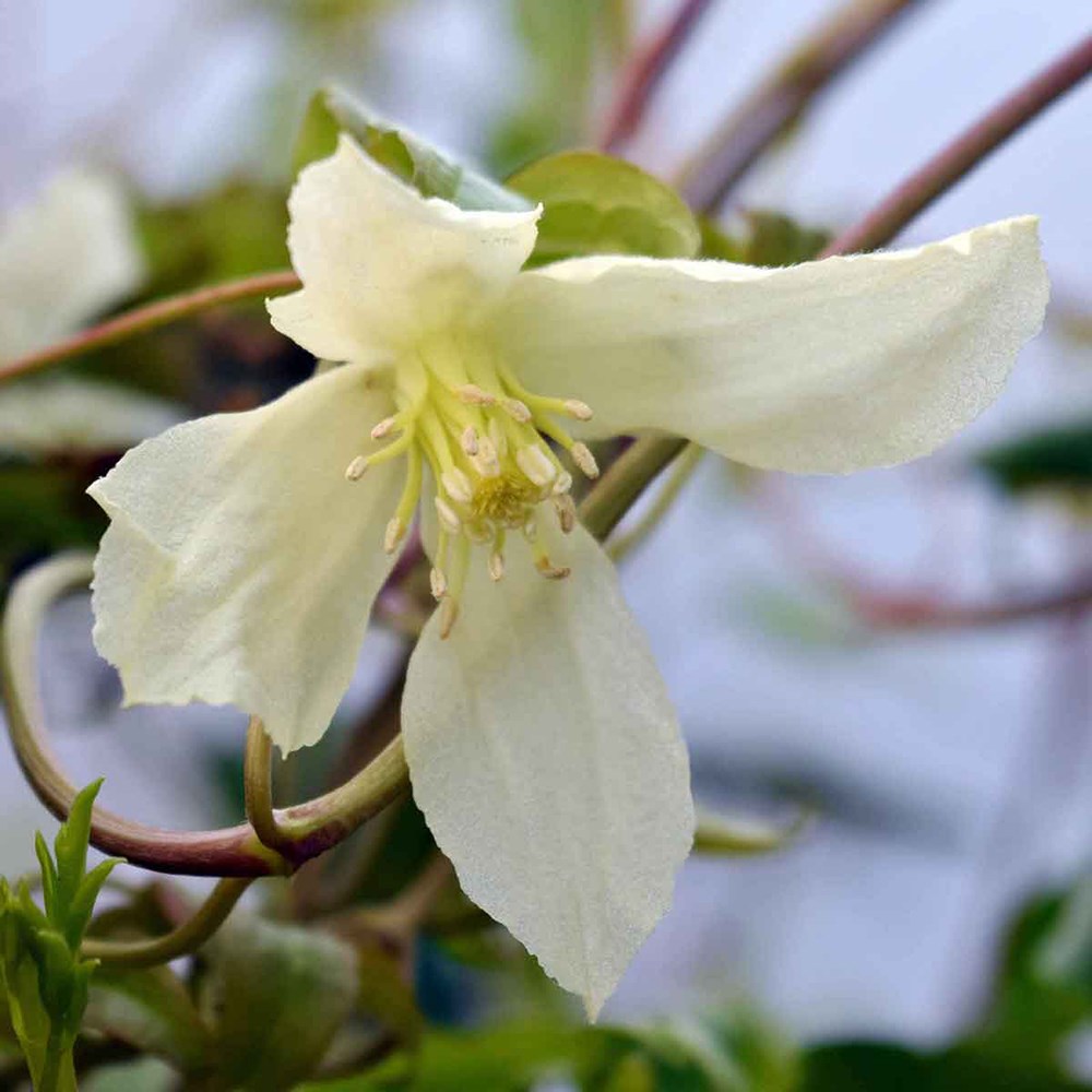 Clematis Cirrhosa Ourika Valley | Clematis (Group 1)