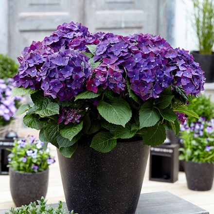 Hydrangea Macrophylla Deep Purple Dance | Lacecap Hydrangea
