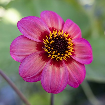 Dahlia Dahlegria Tricolore | Single-Flowered Dahlia