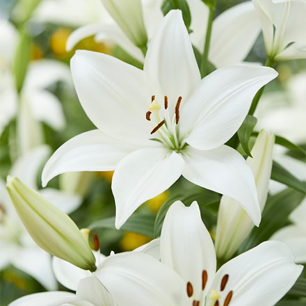 Lilium Bright Diamond | Asiatic Lily Bulb