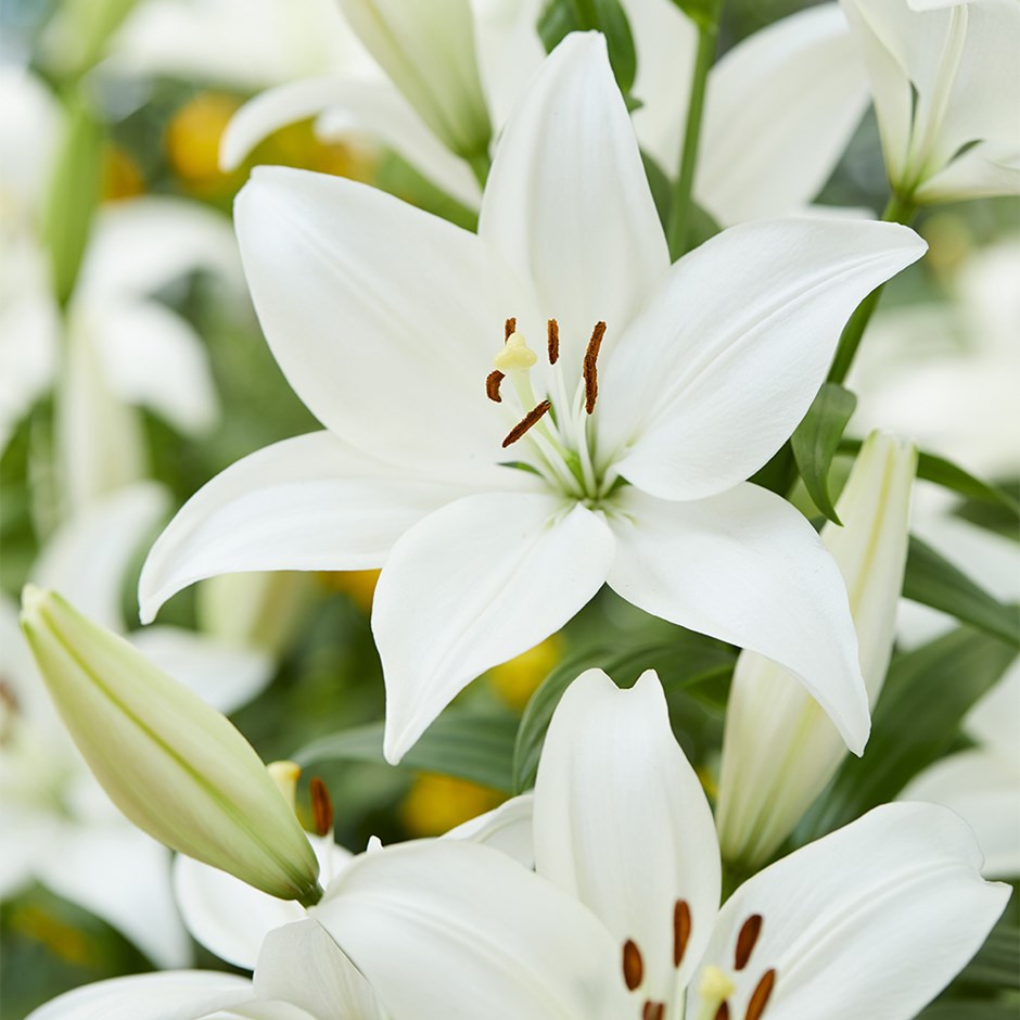 Lilium Bright Diamond | Asiatic Lily Bulb