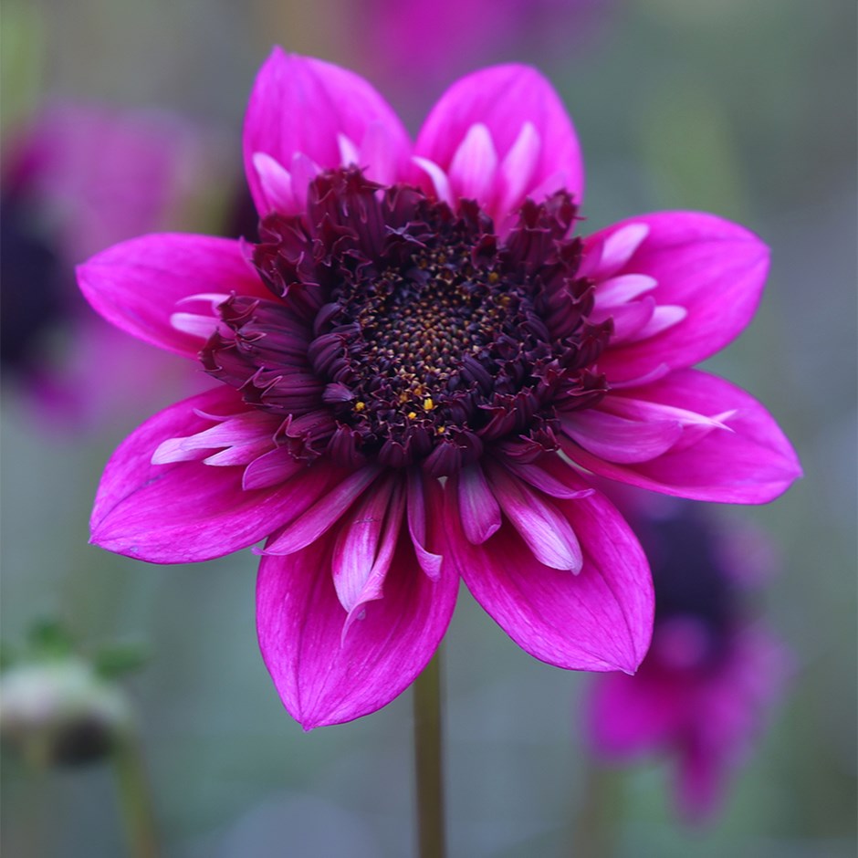 Dahlia Missis Amy | Anemone-Flowered Dahlia