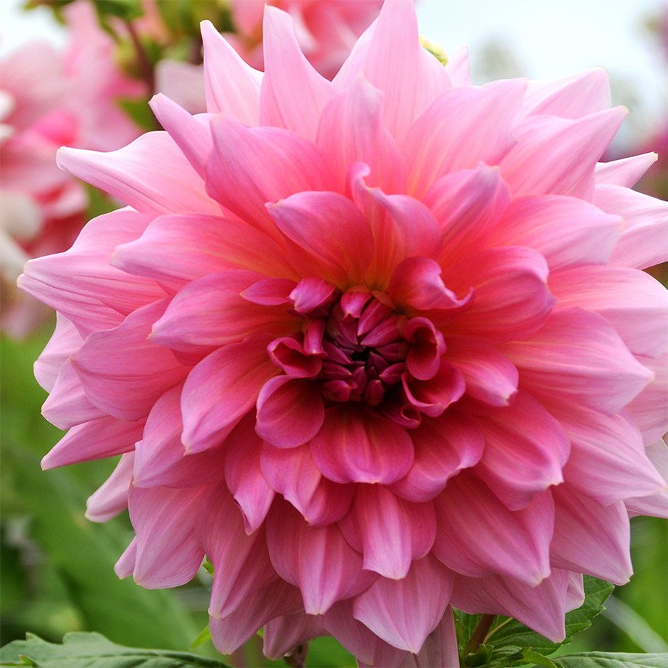 Dahlia Otto's Thrill | Decorative Dinnerplate Dahlia