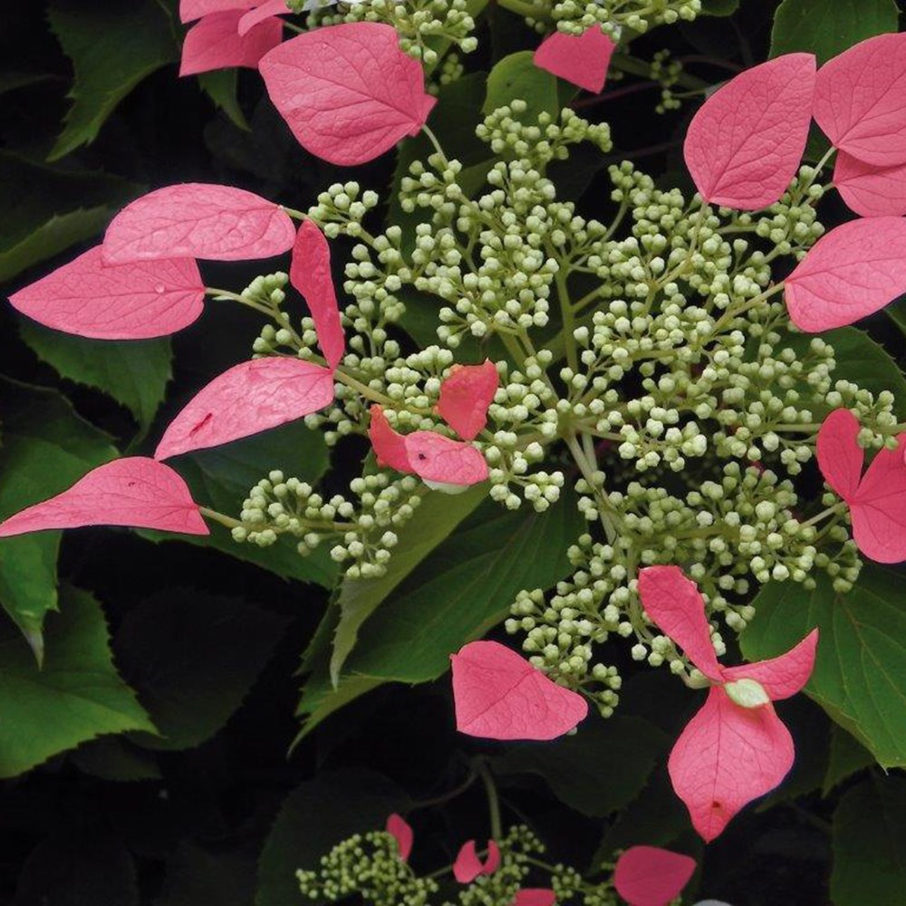 Hydrangea Hydrangeoides Roseum | Japanese Hydrangea Vine