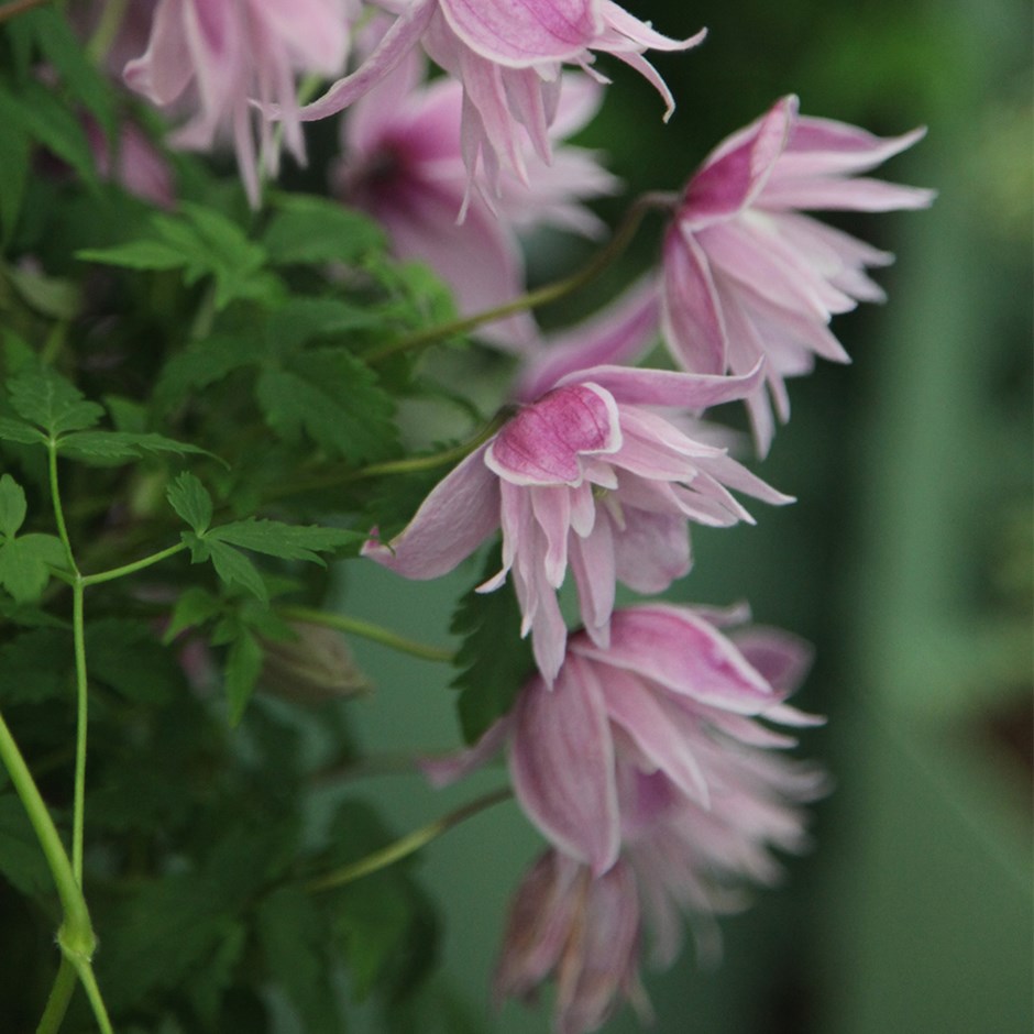 Clematis Markham's Pink | Clematis (Group 1)