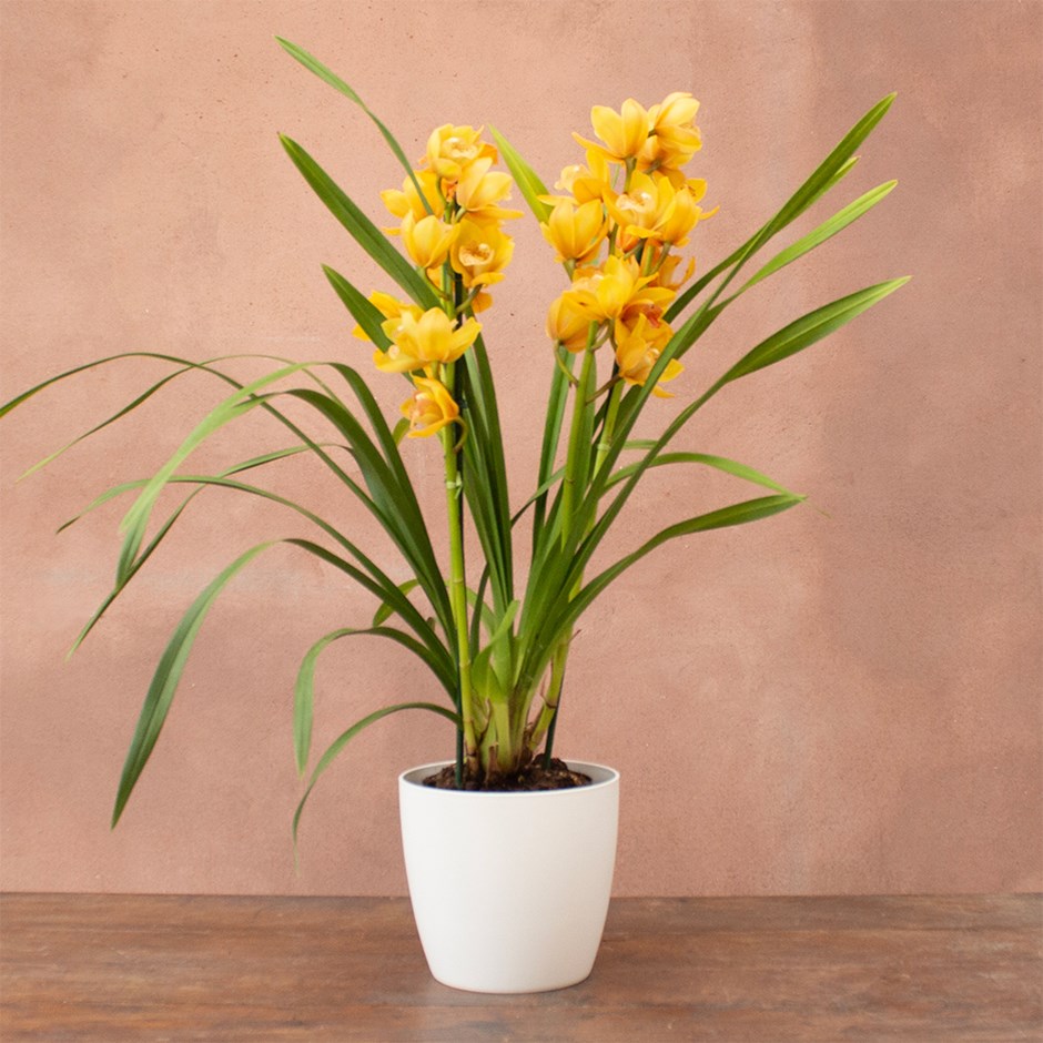 Cymbidium Jingle Bells | Orchid