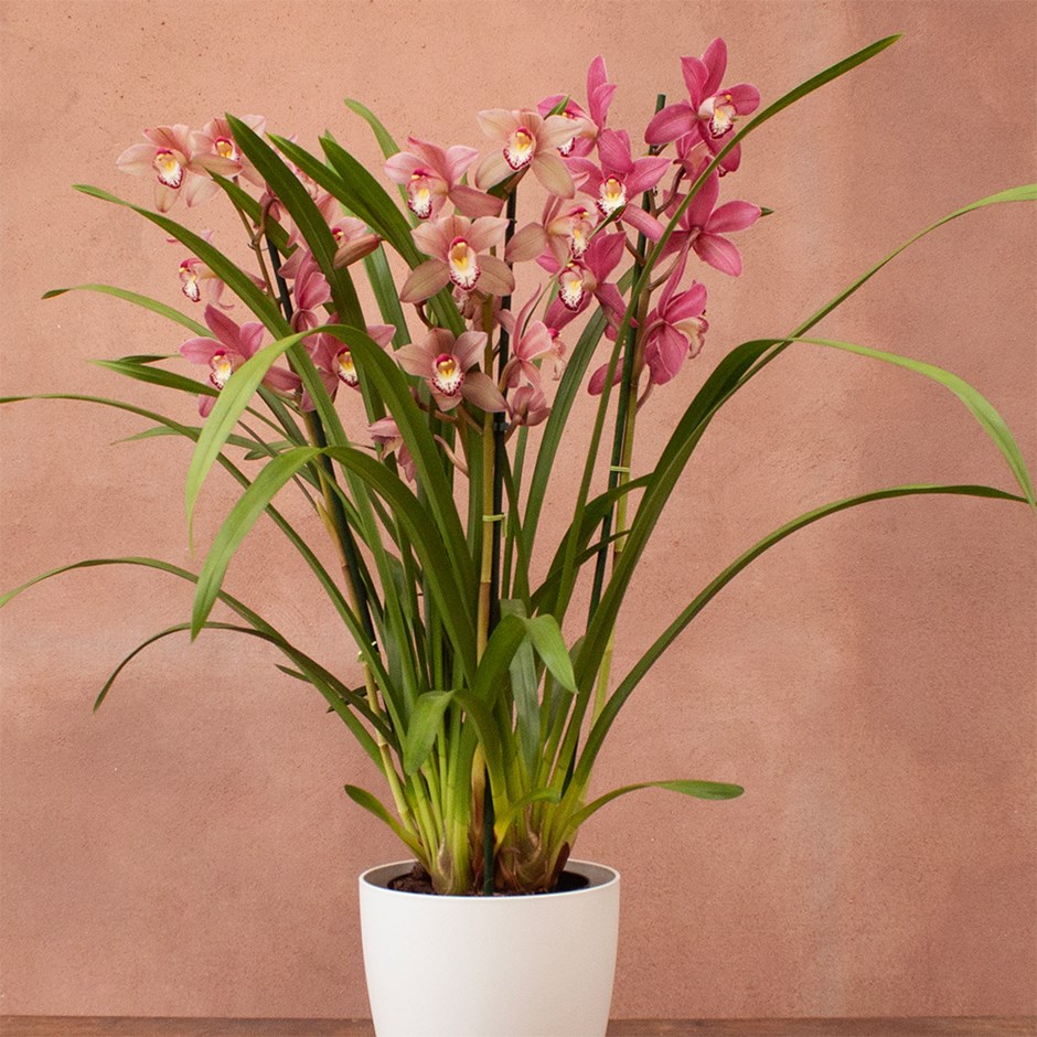 Cymbidium Sinterklaas | Orchid