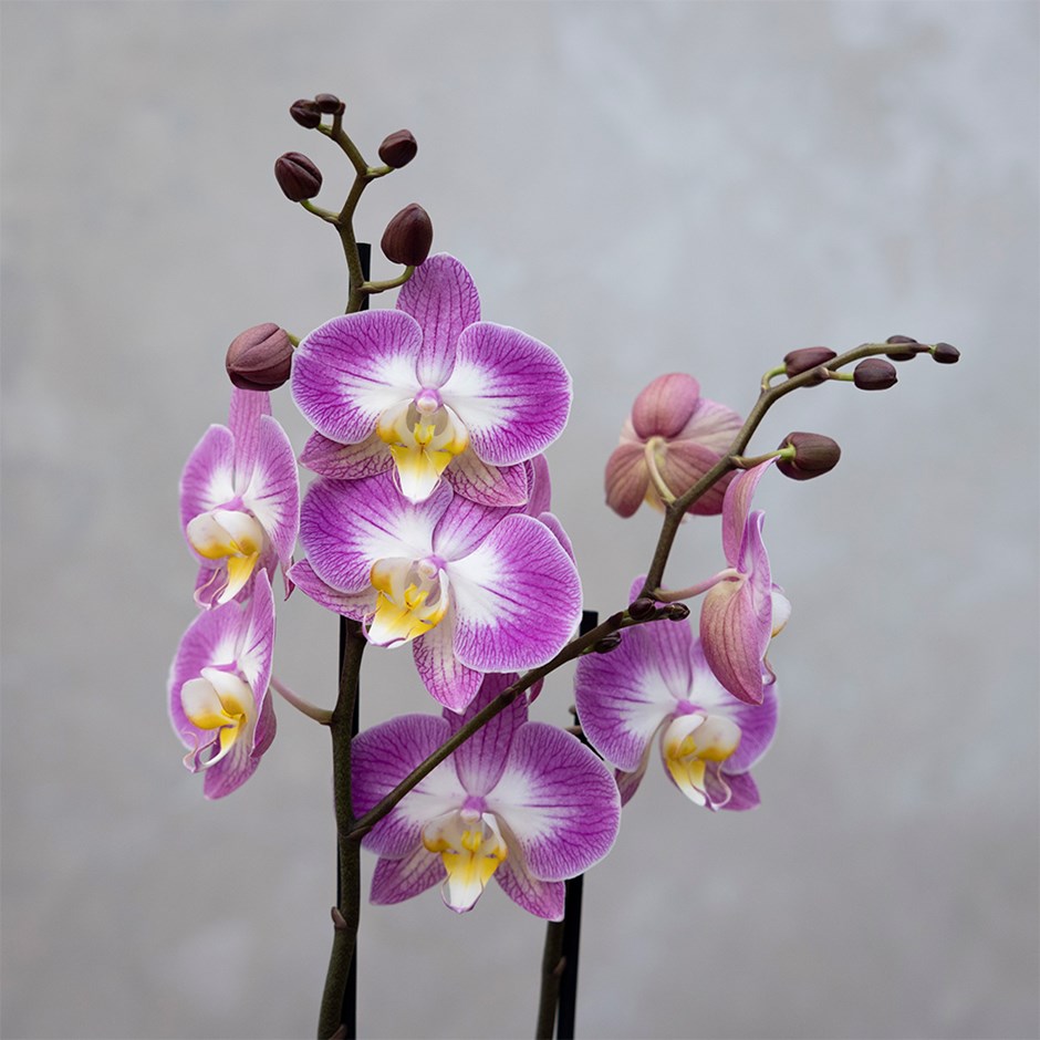 Phalaenopsis Split | Moth Orchid
