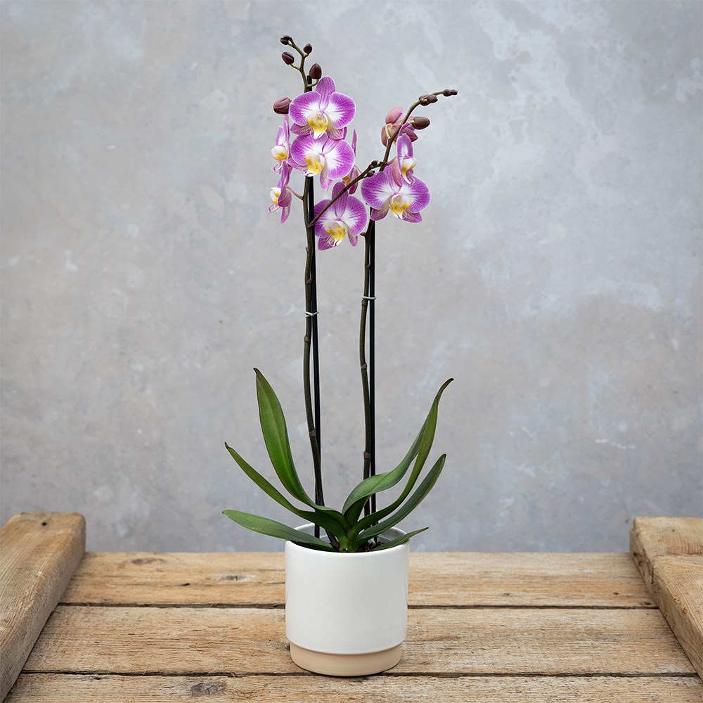 Phalaenopsis Split | Moth Orchid