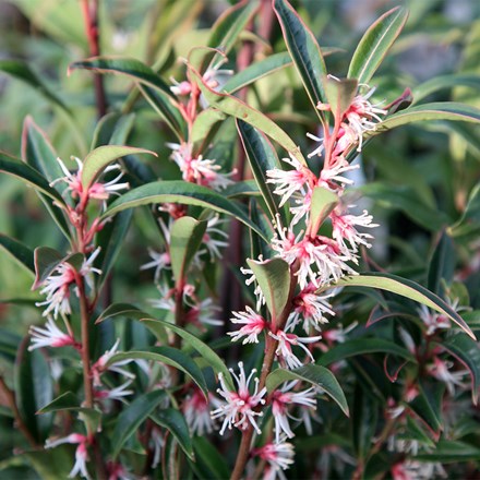 Sarcococca Hookeriana Var. Digyna Purple Stem | Sweet Box