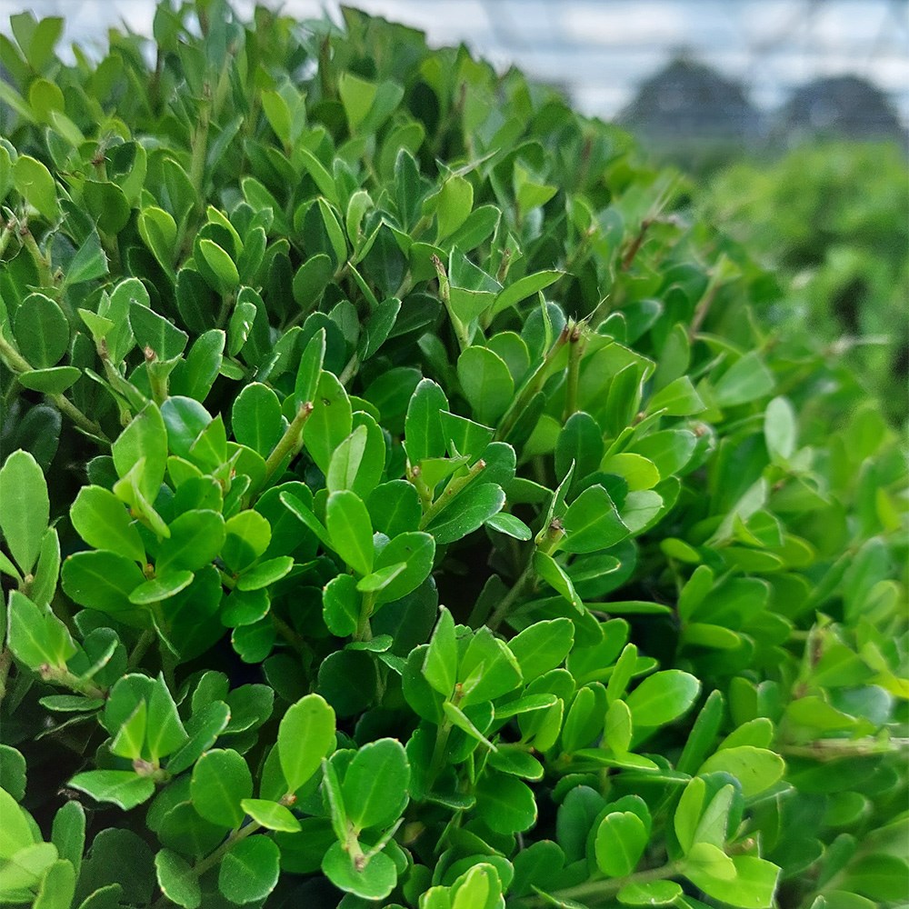 <i>Ilex crenata</i> 'Jenny' (PBR)