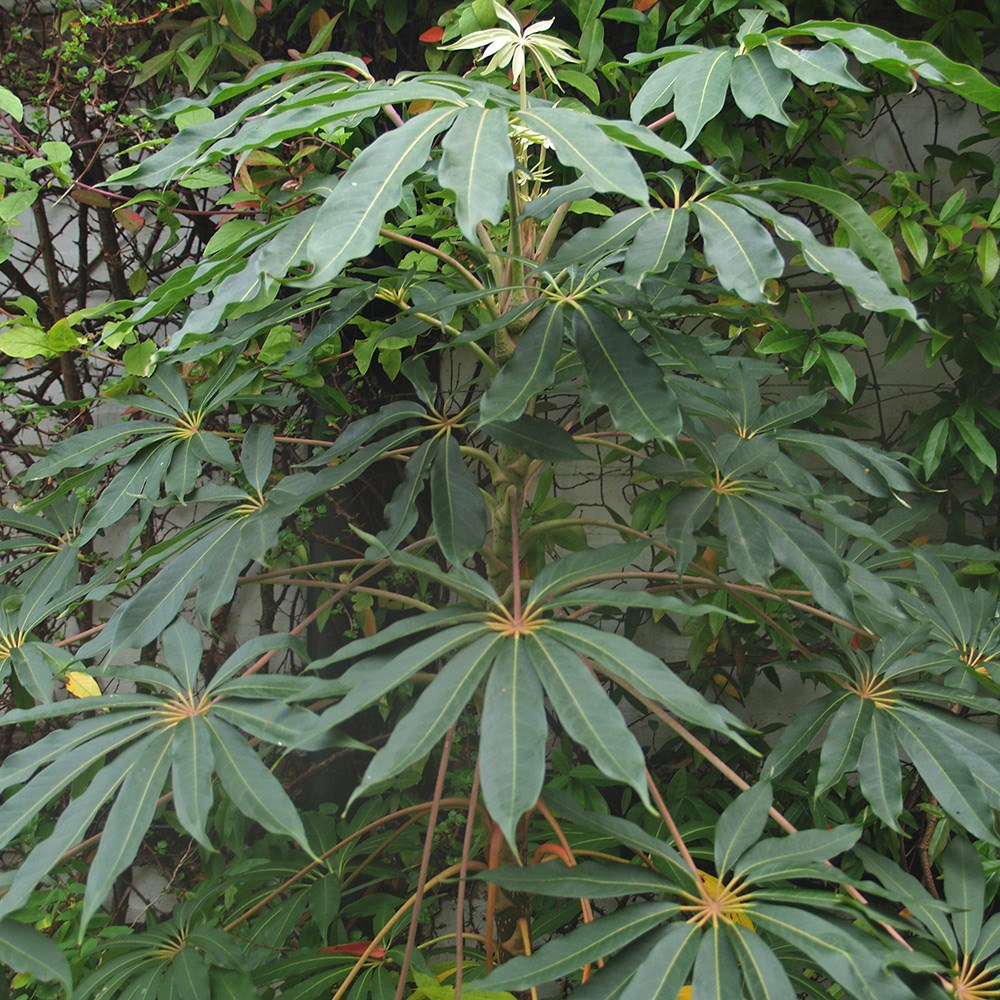 Schefflera Taiwaniana | Taiwanese Schefflera